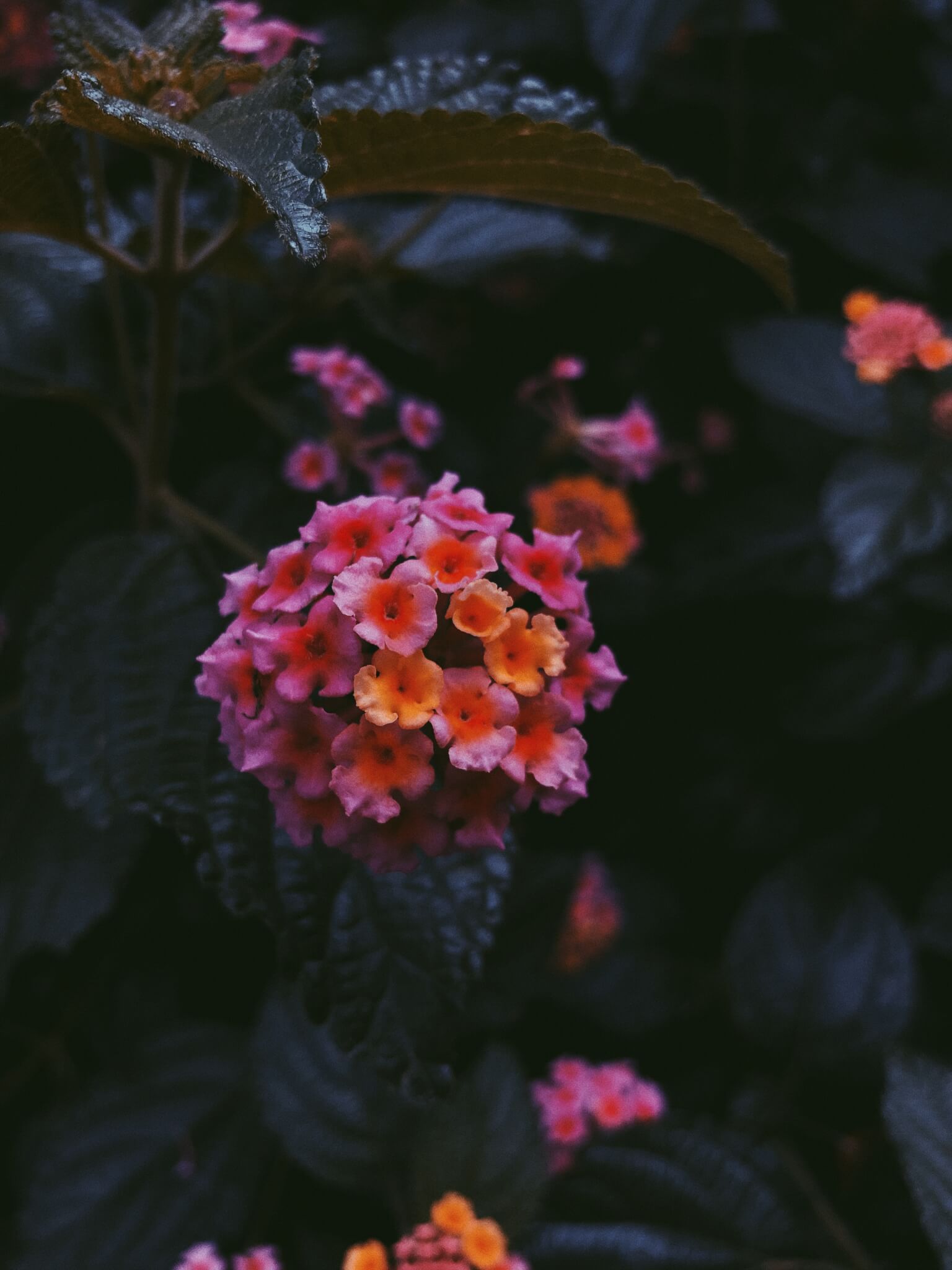 Processed with VSCO with p5 preset